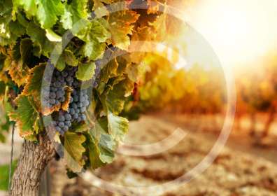 Winemaking – Art, Science, Magic or Technology?